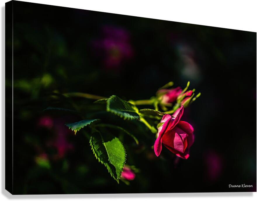 Flower9 Canvas Print