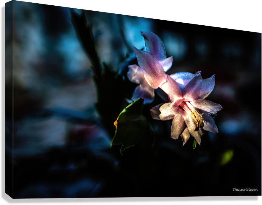 Flower8 Canvas Print