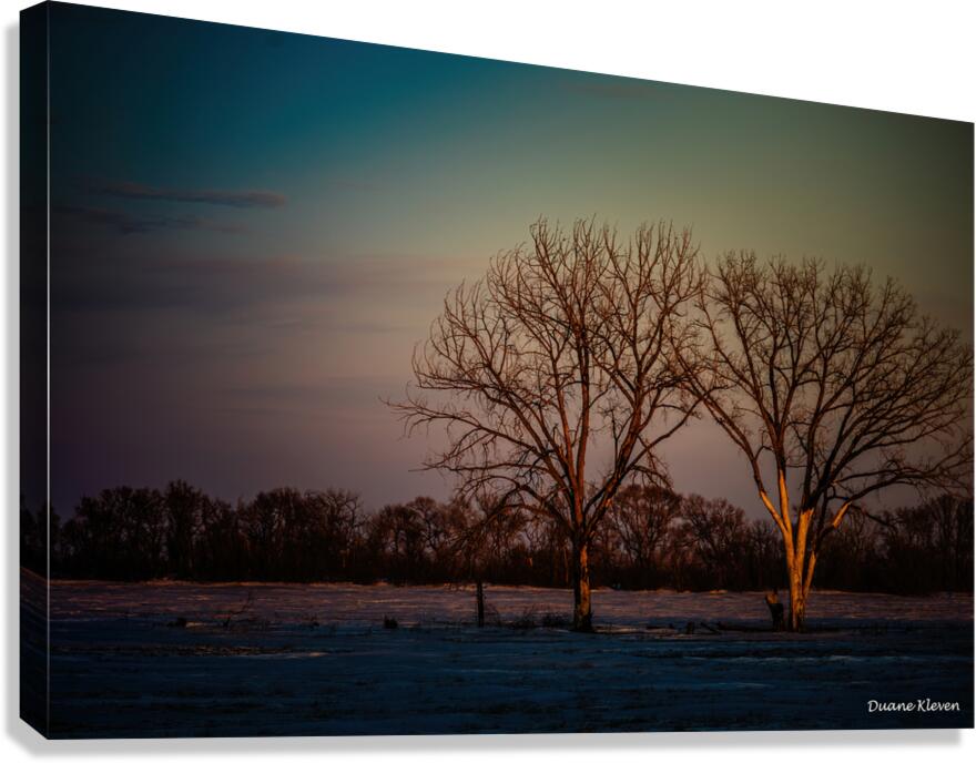 Winter Trees1 Canvas Print