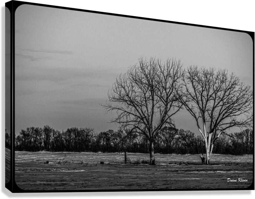 Winter Trees2 Canvas Print