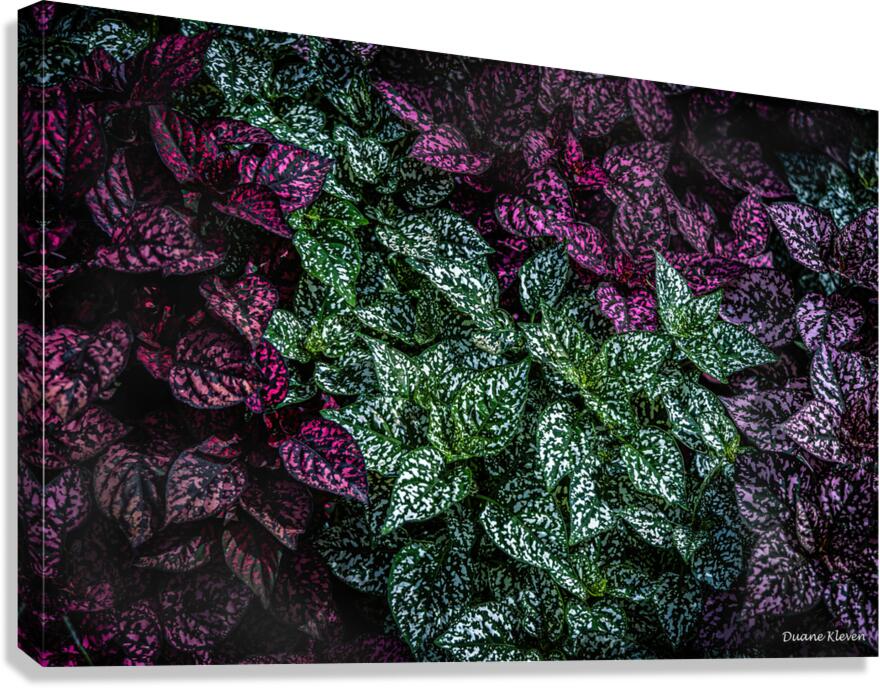 Flower1 Canvas Print