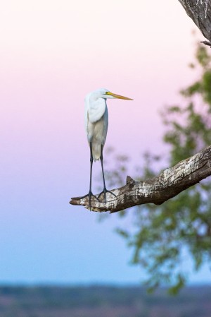 Great egret 01