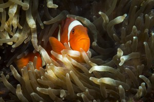 clown fish. 01jpg