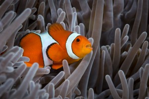 clown fish. 02