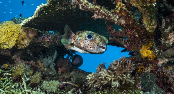 spotted porcupinefish Print