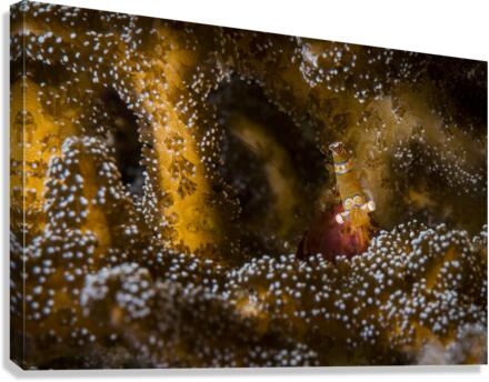 shrimp 01 Canvas Print