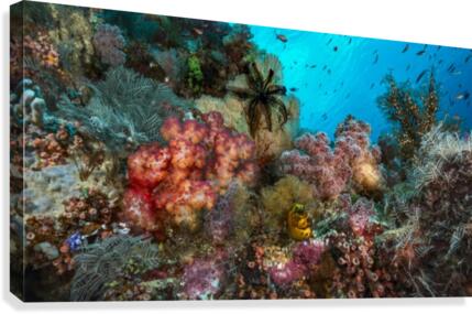 reef 02 Canvas Print
