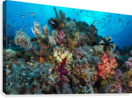 reef 01 Canvas Print