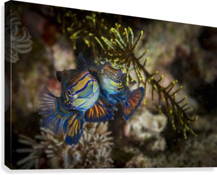 mandarinfish Canvas Print