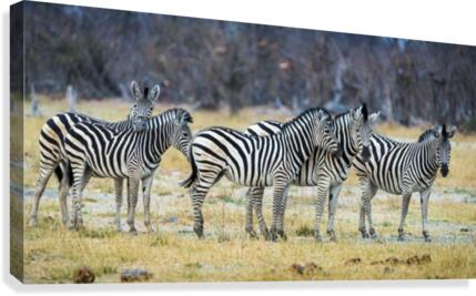 zebra 01 Canvas Print