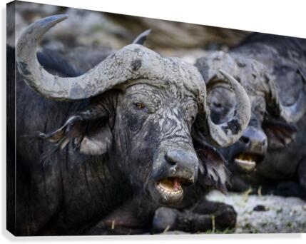 buffalo 02 Canvas Print