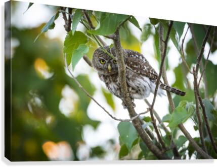 owl 01 Canvas Print