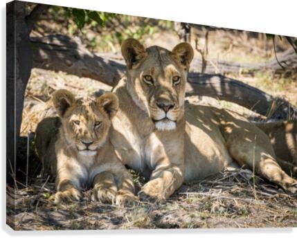 Lion cub 03 Canvas Print