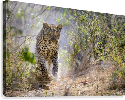 leopard-01 Canvas Print