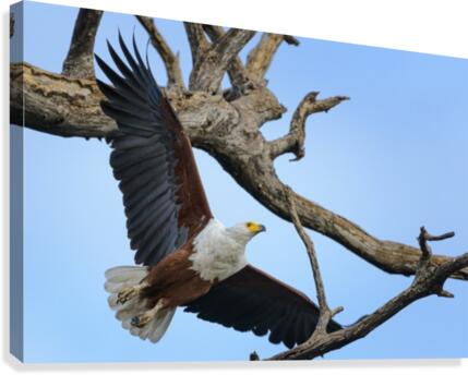 african fish eagle Canvas Print