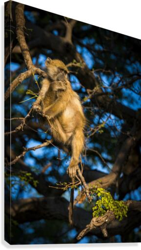baboon 03 Canvas Print