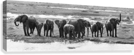 elephant 01 Canvas Print