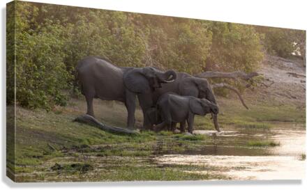 elephant 02 Canvas Print