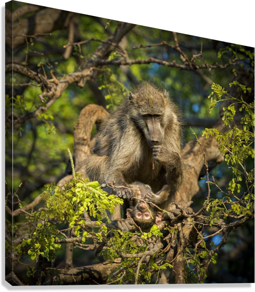 baboon 02 Canvas Print