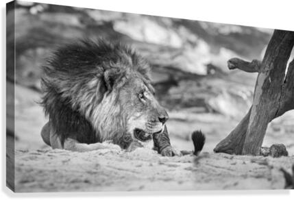 lion 01 Canvas Print