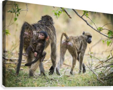 baboon 01 Canvas Print
