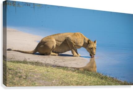 lioness 01 Canvas Print