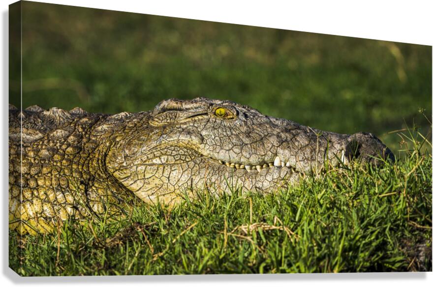 crocodile 01 Canvas Print