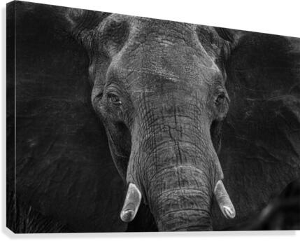 elephant 03 Canvas Print