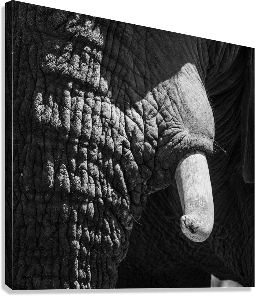 elephant 05 Canvas Print