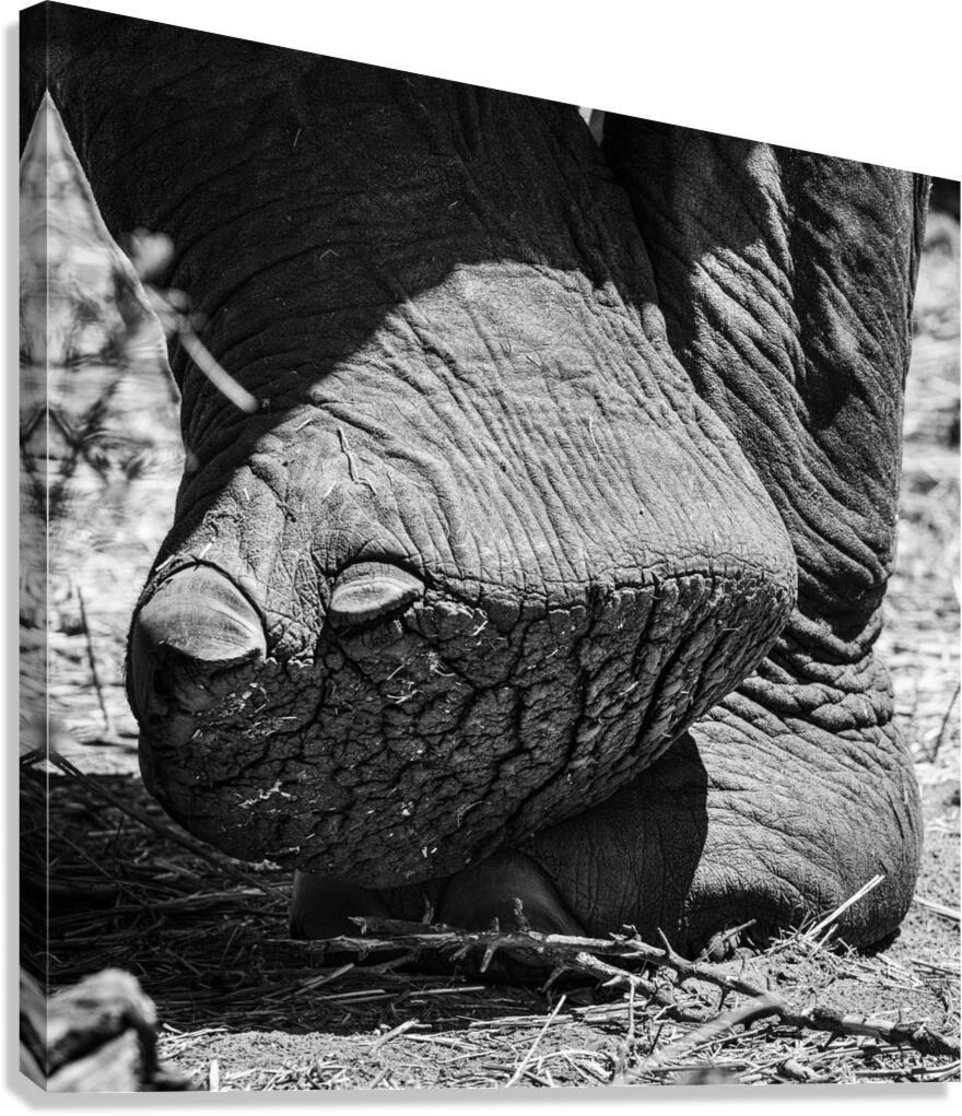 elephant 06 Canvas Print