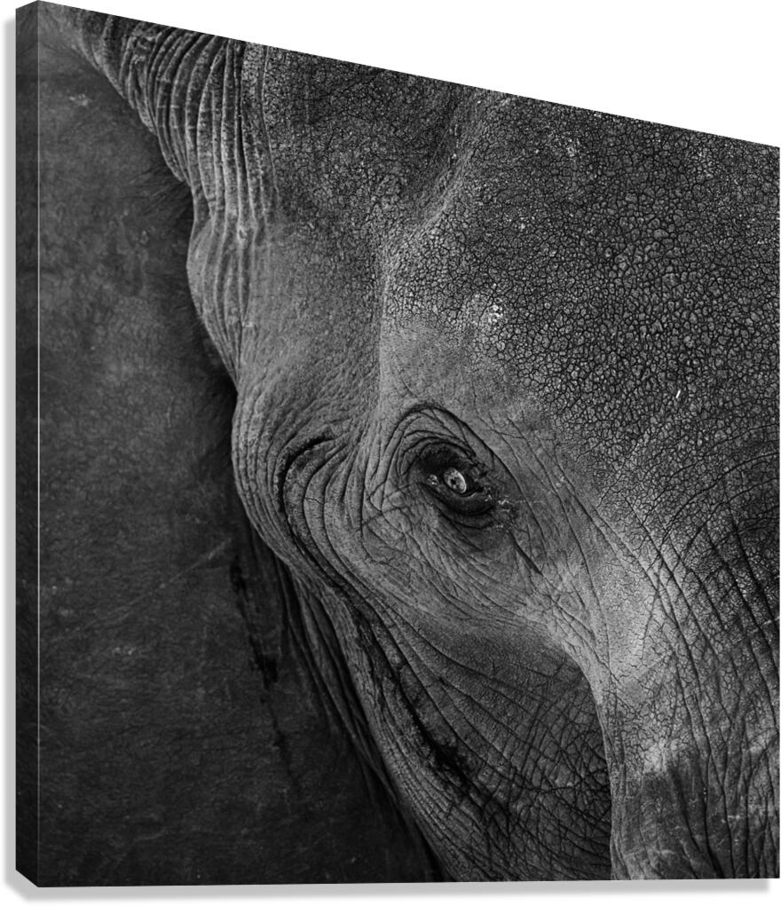 elephant 07 Canvas Print