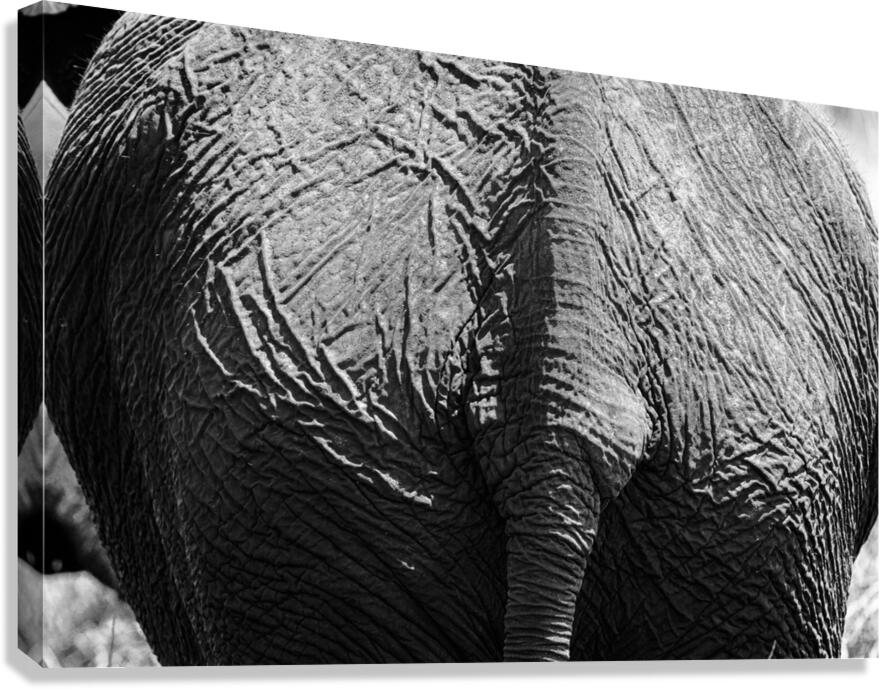 elephant 08 Canvas Print