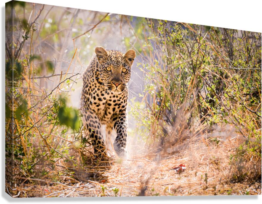 leopard 01 Canvas Print