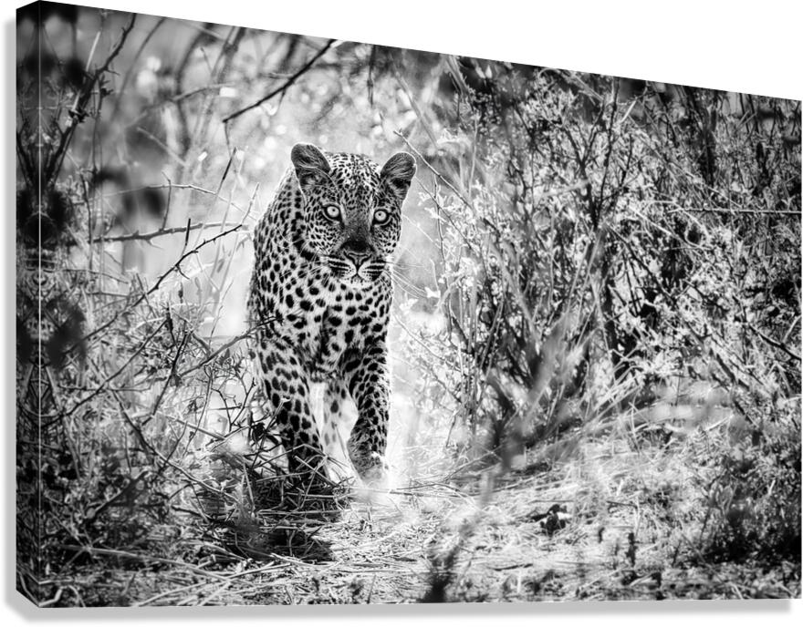 leopard 02 Canvas Print