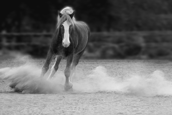 Majestic Monochrome by Charity Fox