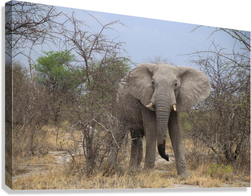 Elephant Canvas Print