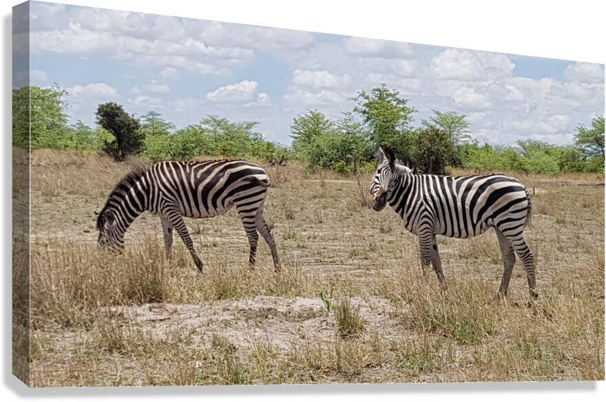 Zebras Canvas Print