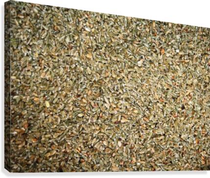 Seeds Canvas Print