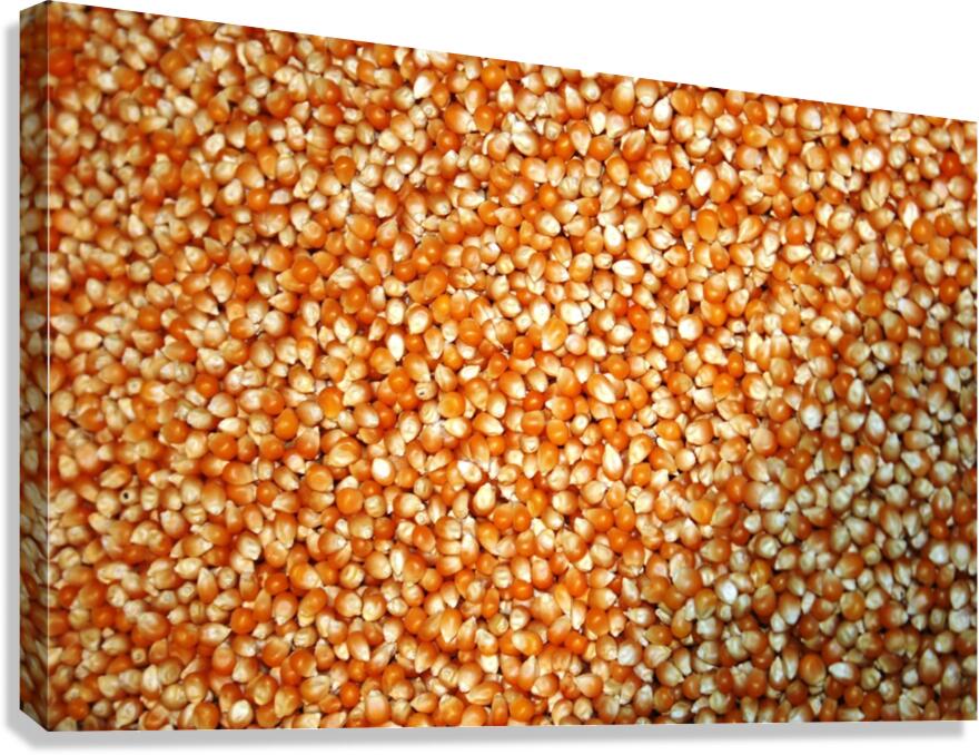 Corn Canvas Print