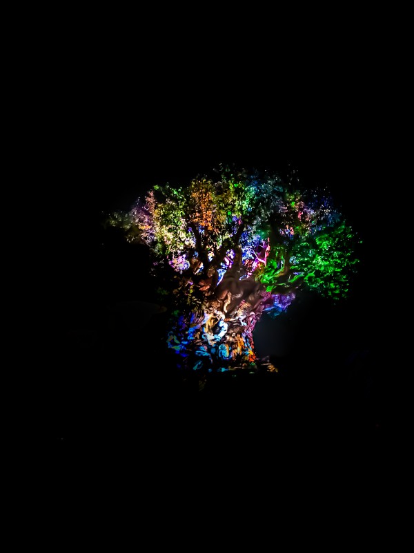 Tree of Life by Justgoexplore