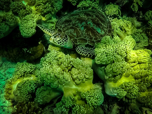 Green Sea Turtle Print