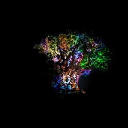 Tree of Life