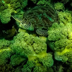 Green Sea Turtle