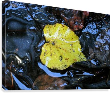 Floating Autumn Leaf Canvas Print