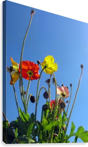 Spring Sky Garden Canvas Print