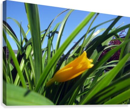 Yellow spring Flower Canvas Print