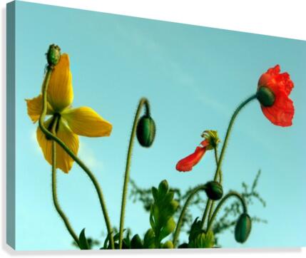 Spring Sky Flowers Canvas Print