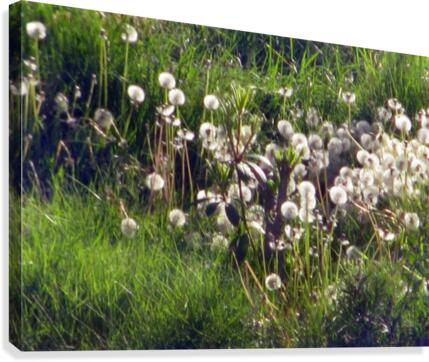 Sunlit Dandelions Canvas Print