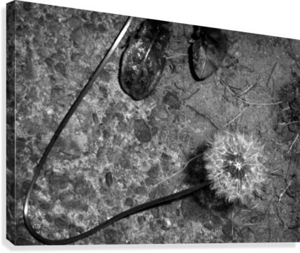 Abstract Dandelion Canvas Print