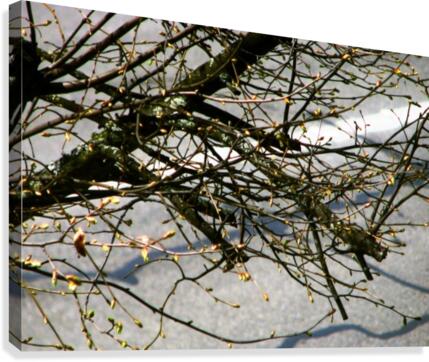 Barren Branches Canvas Print